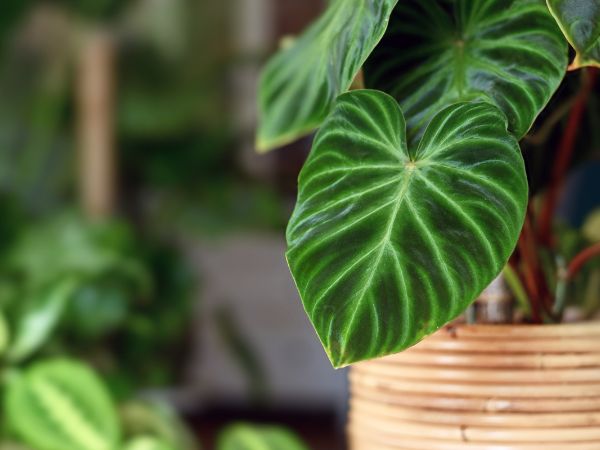 Filodendron - charakterystyka i pielęgnacja idealnej rośliny do domu